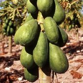 Enzephalopathie - Obstwahn statt BSE