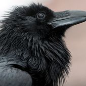 Intelligenz der Tiere: Raffinierte Rabenvögel | BR.de