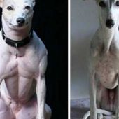 Les premiers chiens génétiquement modifiés en Chine - MOINS de BIENS PLUS de LIENS