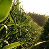 L'agriculture biologique peut nourrir le monde - MOINS de BIENS PLUS de LIENS