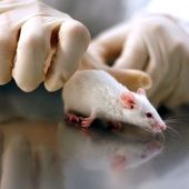 Le Roundup de Monsanto détruit les cellules rénales humaines - MOINS de BIENS PLUS de LIENS