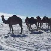 Réchauffement toujours : En Algérie le Sahara recouvert de neige - MOINS de BIENS PLUS de LIENS
