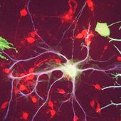 Le tube digestif... le deuxième cerveau !