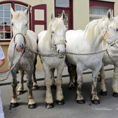 fête du cheval de trait a la Mei Feest - David Debruyne Photographie