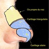 ANATOMIE DU NEZ ET DES SINUS - Le blog de l'ORL