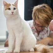 Un chat nageur ! Le chat de VAN... - Le blog de Pâquerette