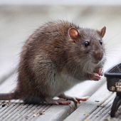 " There is no alternative " : faits comme des rats ? - Terre Autochtone