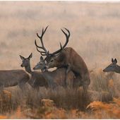 LE BRAME DU CERF AU RICHMOND PARK (LONDRES) - Le blog de nature-ailes.over-blog.com