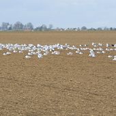 Nord-ouest 77 décharge Veolia Claye-Souilly, Fresnes sur Marne et Charny : quels risques pour les riverains qui retrouvent des fientes de mouettes jusque dans leur jardin ?
