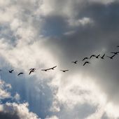 ON MIGRE, BIGRE ! -