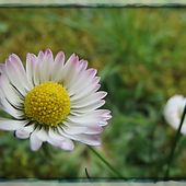 J’aime, un peu, beaucoup, passionnément le printemps