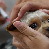 Nos chiens en pleine épidémie de maladies chroniques: en cause la vaccination?