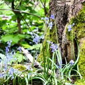 Promenade dans les bois