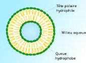 LA VITAMINE C LIPOSOMALE - - cancer - santé - médecines alternatives