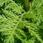 Artémisinine: herbe qui tue 98 % des cellules cancéreuses en 16h - - cancer - santé - médecines alternatives