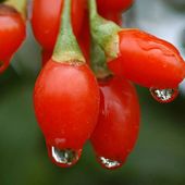 Les baies de goji: vertus, recettes... - - cancer - santé - médecines alternatives