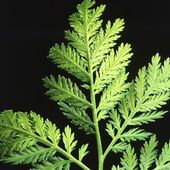 Artemisia et cancer - - cancer - santé - médecines alternatives
