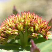 Rhodiola - - cancer - santé - médecines alternatives