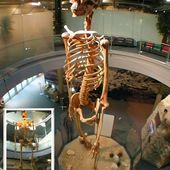 PRUEBAS DE QUE EXISTEN GIGANTES Y DE QUE EXISTIERON GIGANTES PARTE 2,EVIDENCIA TOTAL - PRUEBAS CRISTIANAS INTENSAS