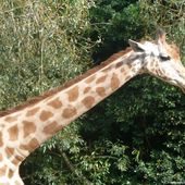 Le zoo des sables d'olonne - La Gazette des Olonnes