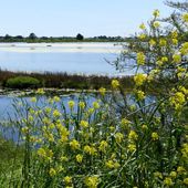 Randonnée dans les marais d'Olonne - La Gazette des Olonnes