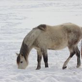 Photos de chevaux à la montagne - Hélène SF