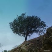 Arbres et pervenches, balade en haute Provence au début du printemps - Hélène SF