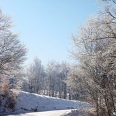 Forêt de givre sur la route du col de Moissière - Hélène SF