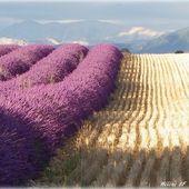 Balade dans les champs de lavande du plateau de Valensole - Hélène SF