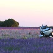 Sur la route des lavandes, du côté de Valensole - Hélène SF