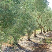Jouques, lavandes, truffières, oliviers, balade sur le plateau de Bèdes - Hélène SF