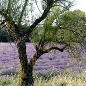 Jouques, lavandes, truffières, oliviers, balade sur le plateau de Bèdes - Hélène SF