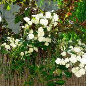 Balade bucolique à Ancelle au milieu des fleurs - Hélène SF