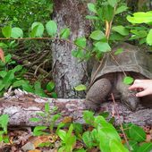 Que voir aux Seychelles? L'île Curieuse, sa mangrove, ses tortues et ses plages désertes - Hélène SF