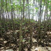 Que voir aux Seychelles? L'île Curieuse, sa mangrove, ses tortues et ses plages désertes - Hélène SF