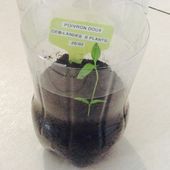 Semis de poivron/piment, deuxième essai - Le blog botanique de Nanie, petit à petit