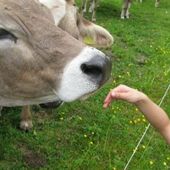 Bréviaire des bonnes manières - Lettre B - La vache rose