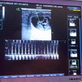 des bébés pour fin aout - les parsons de Beloray