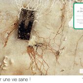 Comment traiter les mérules dans les maisons et les caves
