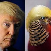 Drôles d'oiseaux quand même ...