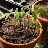 Bientôt la vérité sur la tomate alien ? - Au jardin des Quatre Moineaux