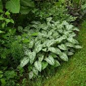 Créer ses propres variétés de pulmonaires - Au jardin des Quatre Moineaux