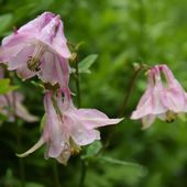 La magie des ancolies - Au jardin des Quatre Moineaux