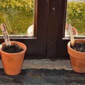 Pourquoi je sème des tomates en février - Au jardin des Quatre Moineaux