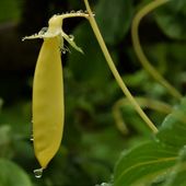 Vous voulez un petit pois spécial ? Choisissez Golden Sweet - Au jardin des Quatre Moineaux