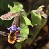 Une drôle de bête dans les pulmonaires - Au jardin des Quatre Moineaux