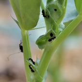 Que font ces fourmis sur mes fèves ? - Au jardin des Quatre Moineaux