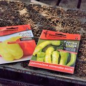 Dans la serre : ça y est, je sais comment cultiver les poivrons ! - Au jardin des Quatre Moineaux