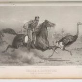 La Chasse à l'autruche - Mémoire, Documentation et Archives de Laghouat