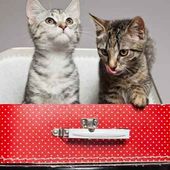 TROUSSE HOMEOPATHIQUE POUR CHATS - Homéopathie 2.0